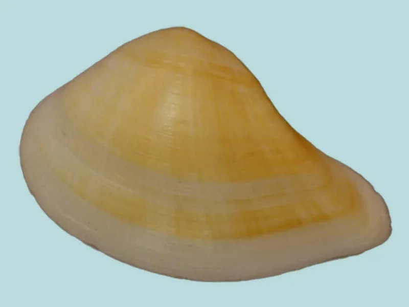 Crenocrassatella Rostrata (38.30mm)