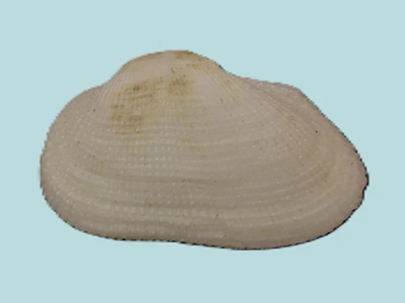 Trisidoa Semitorta (22.37mm)