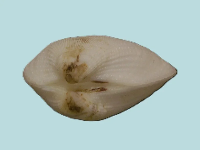 Trisidoa Semitorta (22.37mm)