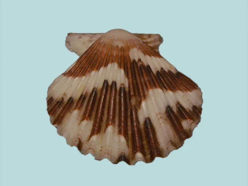 Volachlamys tranquebaria {33.57 mm}