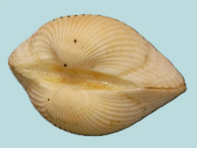 Tegillarca Granosa (25.26mm)
