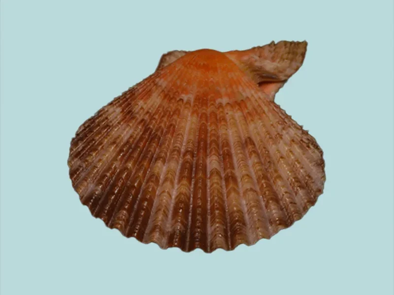 Chlamys Singaporina {36.94mm}