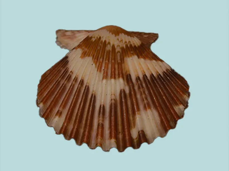 Volachlamys tranquebaria {35.06 mm}