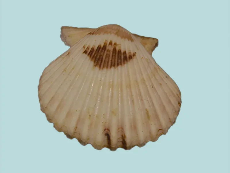 Mimachlamys  Sanguynea (32.30mm)
