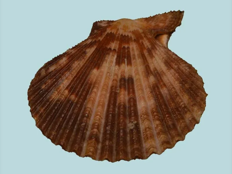 mimachlamys-sanguynea (59.61mm)