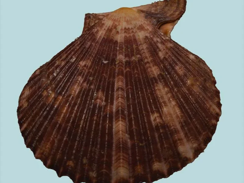 Chlamys Ruschenbergerii {66.10mm}