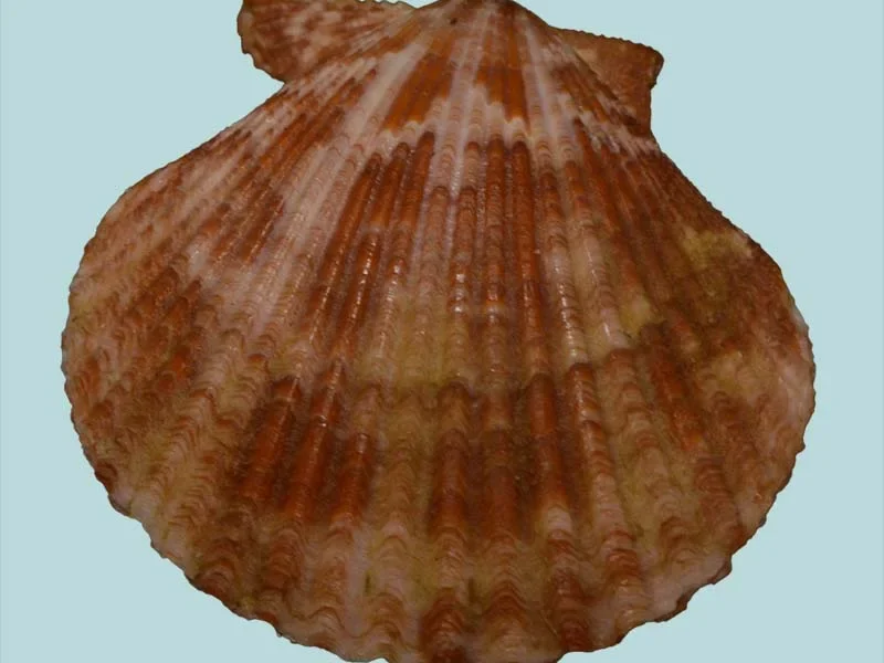 Chlamys Singaporina {51.42mm}