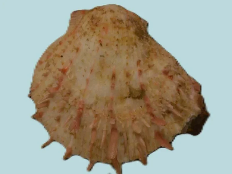 Spondylus Marisrubri (38.90mm)