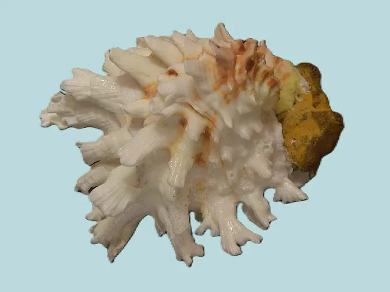 Chama Lazarus (81.51  mm)