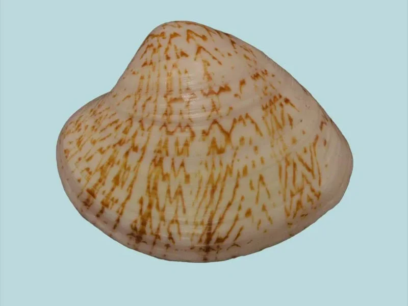 Lioconcha Polita  (30.00mm)