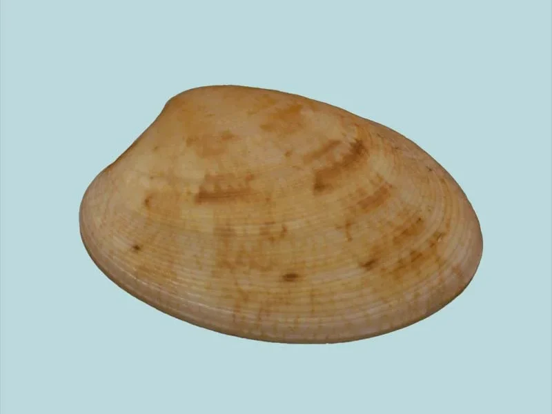 protapes gallus (30.32mm)