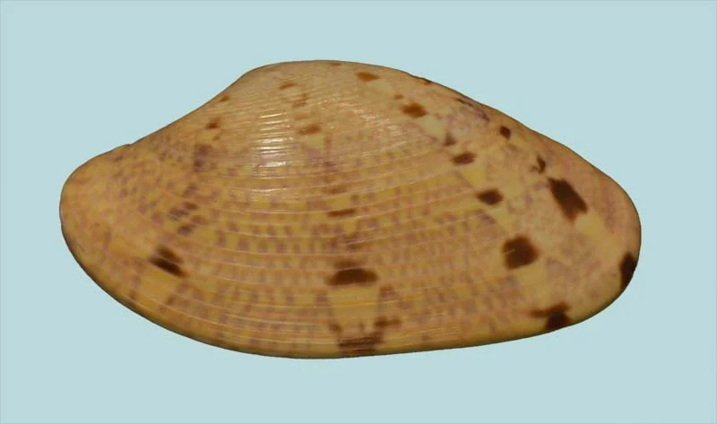 Tapes Literatus (28.95 mm)