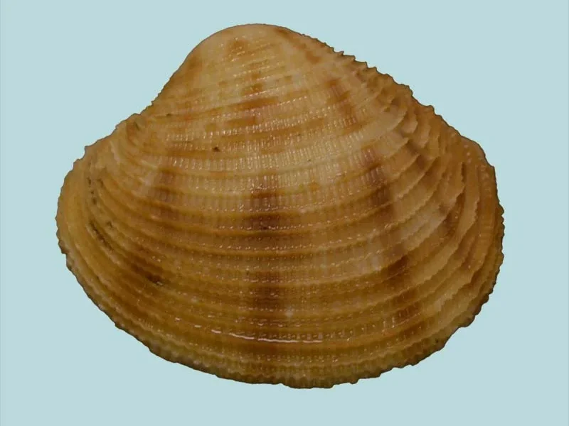 Antigona chemnitzii  (32.08mm)