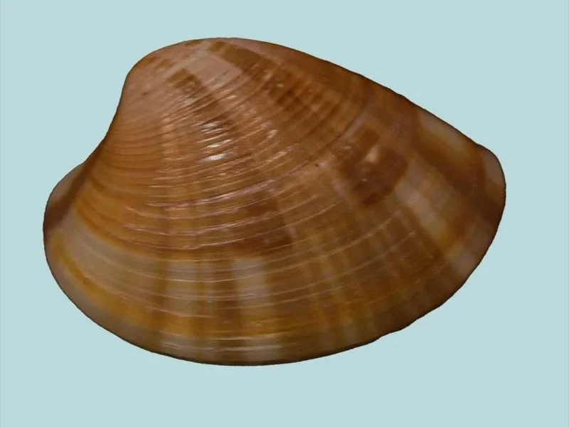 Callista hagenowi (49.77mm)