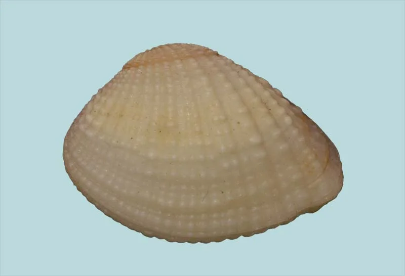 Timoclea imbricata (26.29mm)