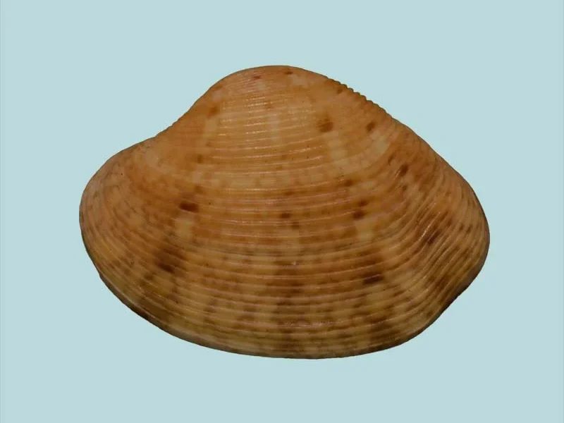 Protapes ziczac (27.24 mm)