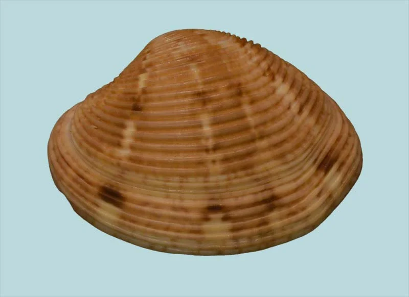 Protapes ziczac (32.37 mm)