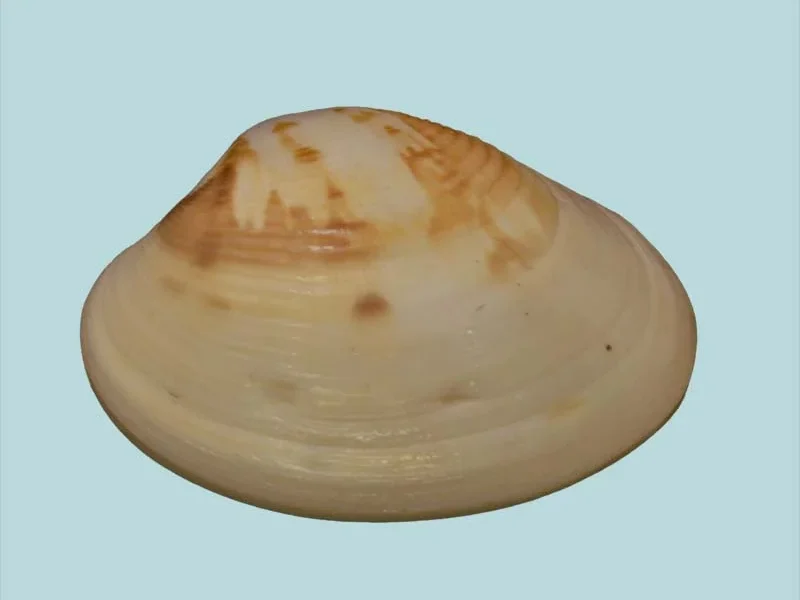 Venerupis Corrugata (25.39mm)