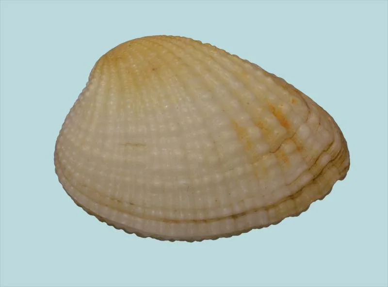 Gafrarium Tumidum (32.95mm)