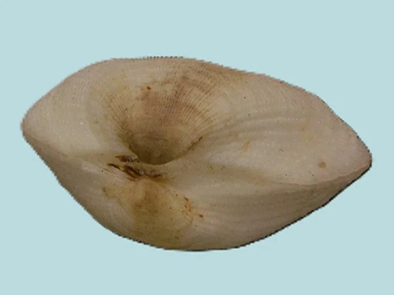 Trisidoa Semitorta (27.95mm)