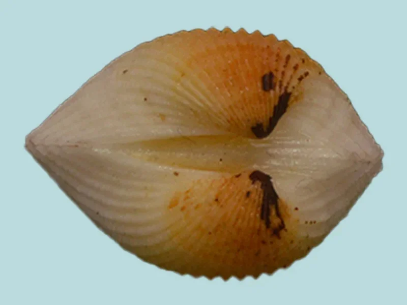 Anadara Rotundicostata (30.06 mm)