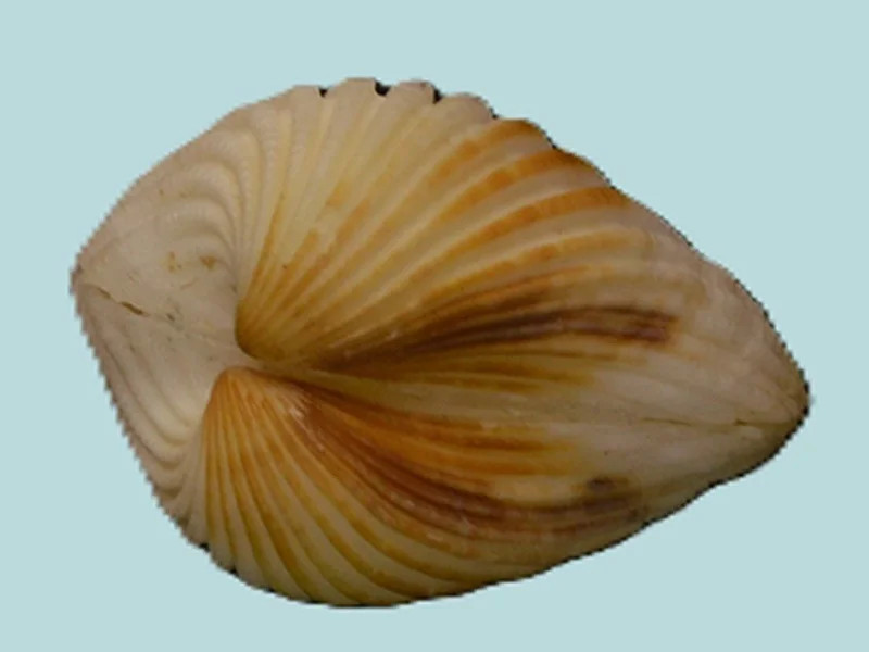 Anadara pilula (28.73 mm)