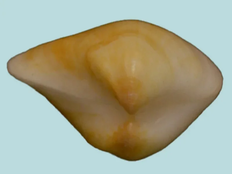 Crenocrassatella Rostrata (38.30mm)