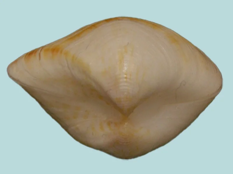 Crenocrassatella Rostrata (35.16mm)