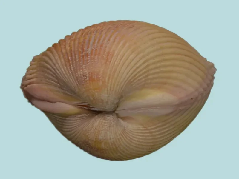 Vepricardium coronatum (33.90 mm)