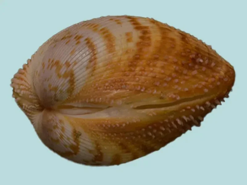 Maoricardium pseudolatum (27.42 mm)