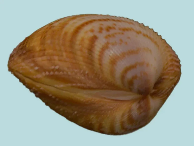 Maoricardium pseudolatum sea shell (32.07mm)