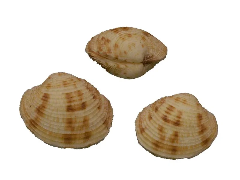 Antigona chemnitzii (27.09mm)