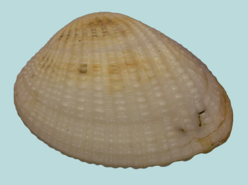 Gafraricem Tumidum