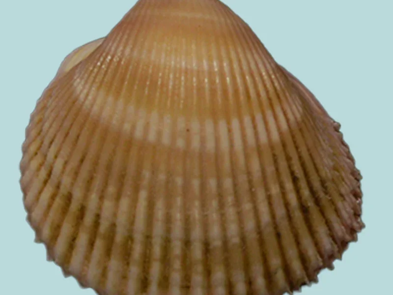 Vepricardium asiaticum ( 23.14 mm )
