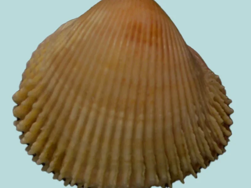 Vepricardium asiaticum ( 26.90 mm )