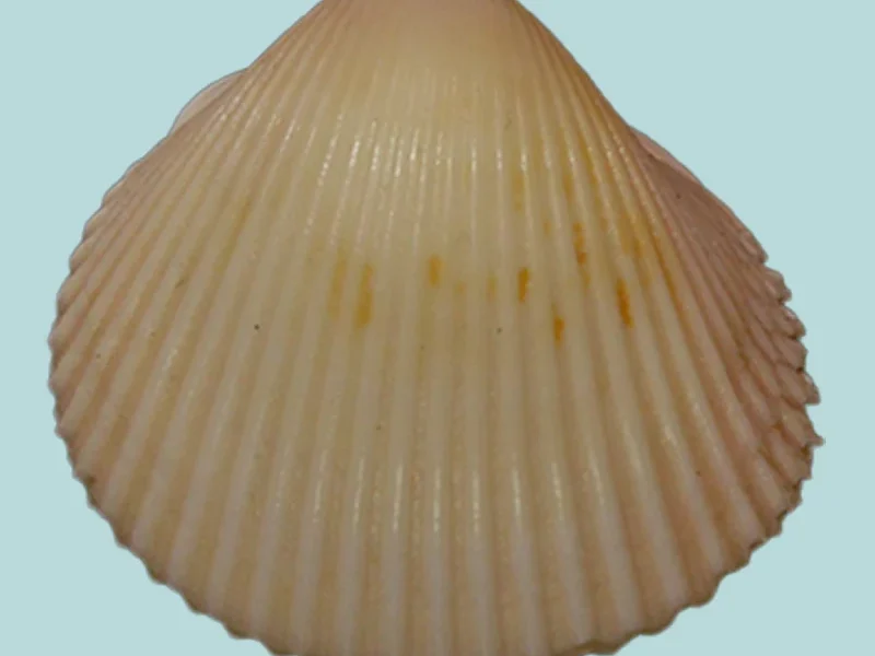 Fulvia laevigata ( 25.00 mm )