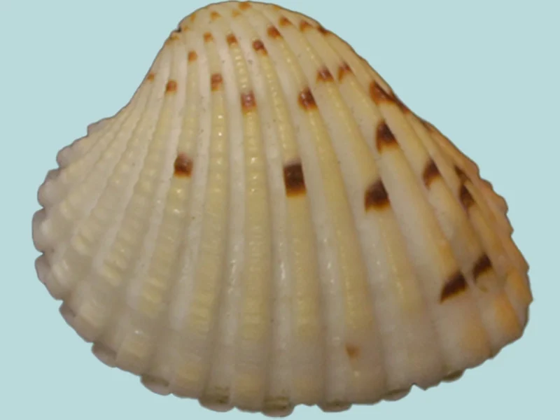 Cardites bicolor  (28.57 mm )