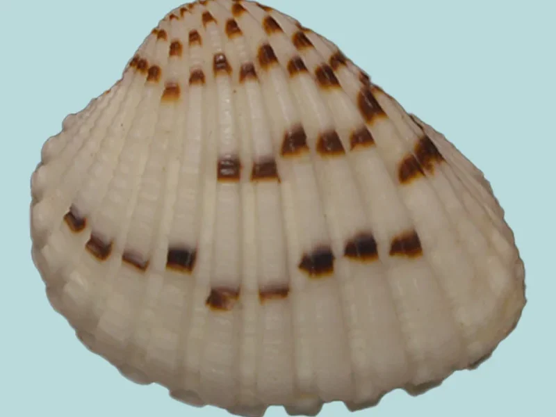 Cardites bicolor (25.77 mm)