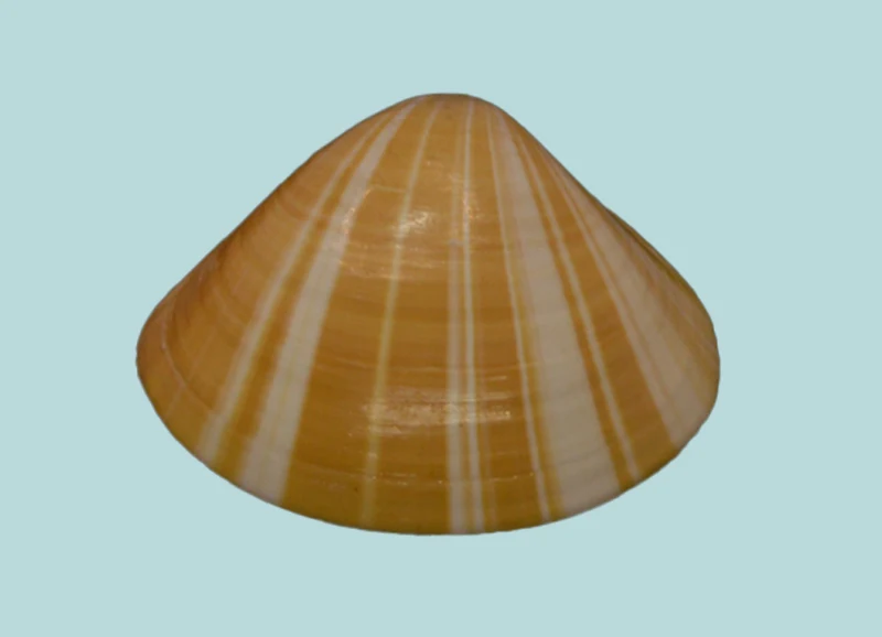 mactra grandis (30.41 mm )