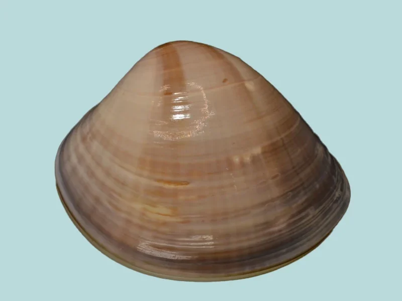 Mactra cygnus (46.75 mm)