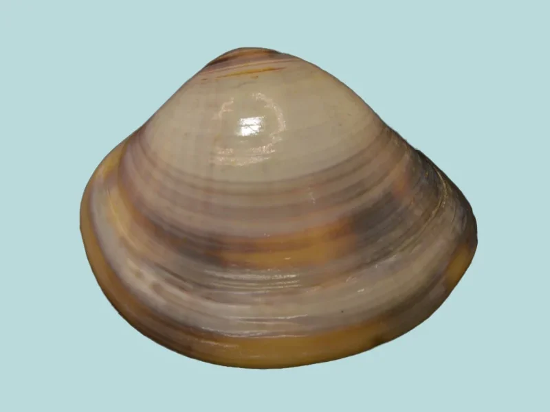 Mactra cygnus (45.61mm)