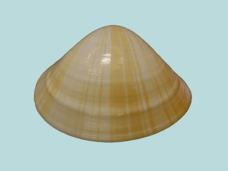 mactra grandis (28.55 mm)