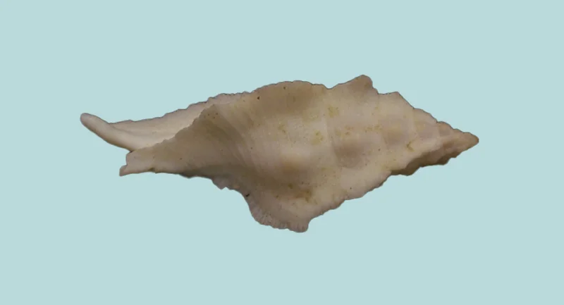 Pterynotuspinnatus {47.74}