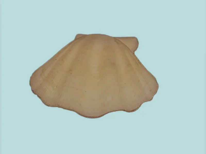 Pseudamussium Fasciculatum (25.09mm)