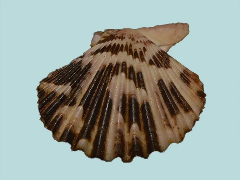 Volachlamys tranquebaria {41.44 mm}