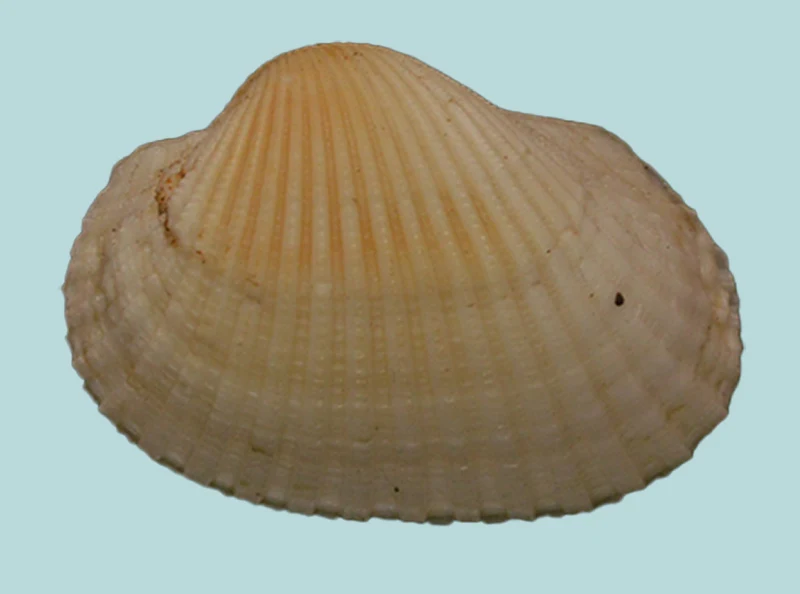 Tegillarca granosa (23.30 mm), commonly known as the Blood Cockle, is a natural marine bivalve collected from the coastal waters of Kakinada, Andhra Pradesh, India