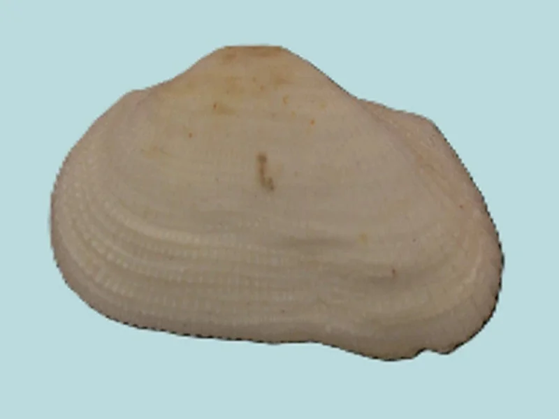 Trisidoa Semitorta (27.95mm)