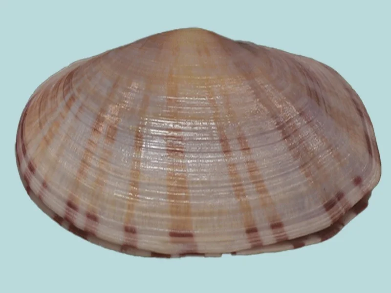Gari Maculosa (28.67 mm)