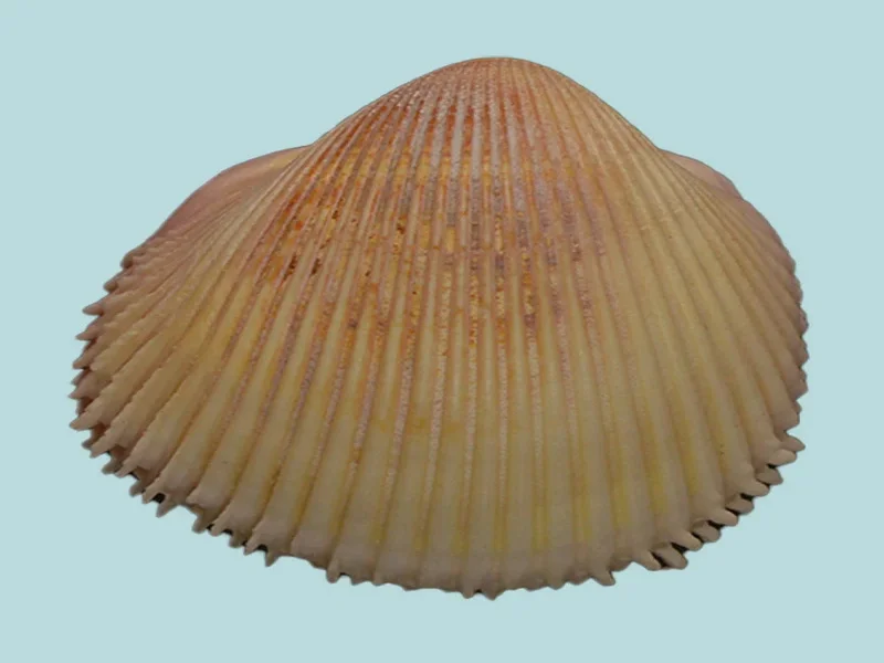 vepricardium coronatum sea shell from manapadu coast tamil nadu