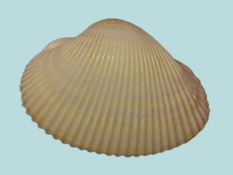 Laevicardium papyraceum (23.17mm)